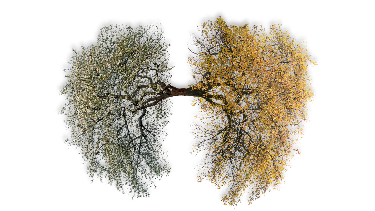 Tree of Life