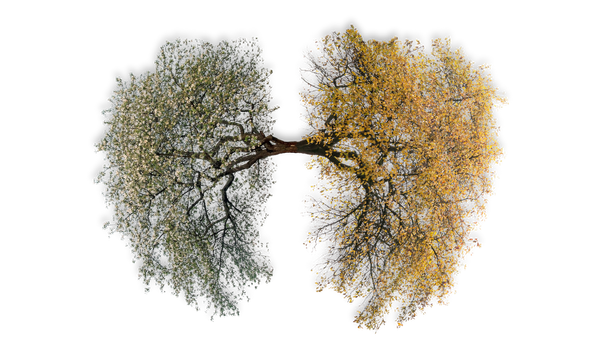 Tree of Life